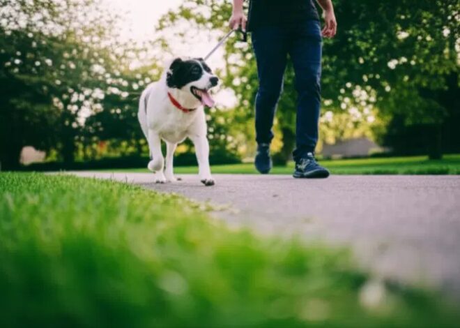 The Era of Emotional AI: A Comprehensive Guide to the Next Generation of Robotic Pets