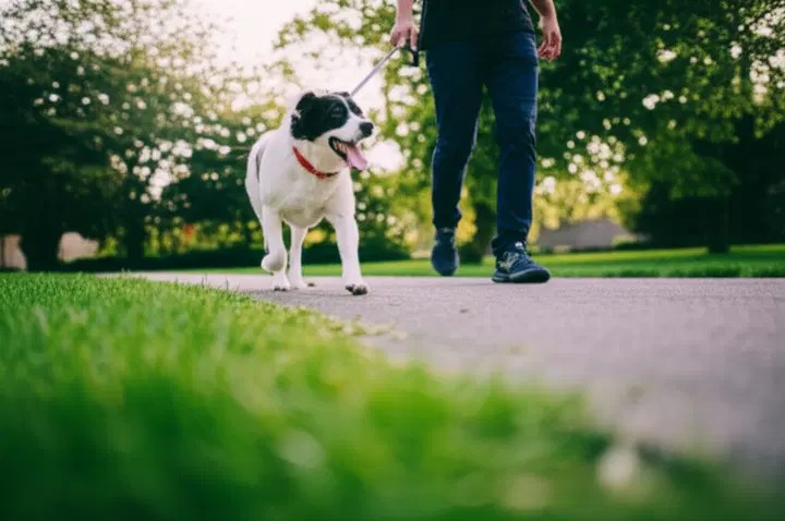 The Era of Emotional AI: A Comprehensive Guide to the Next Generation of Robotic Pets